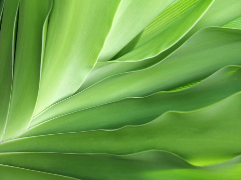 Startup - Equity Compensation