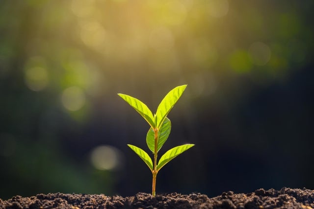 a small plant growing