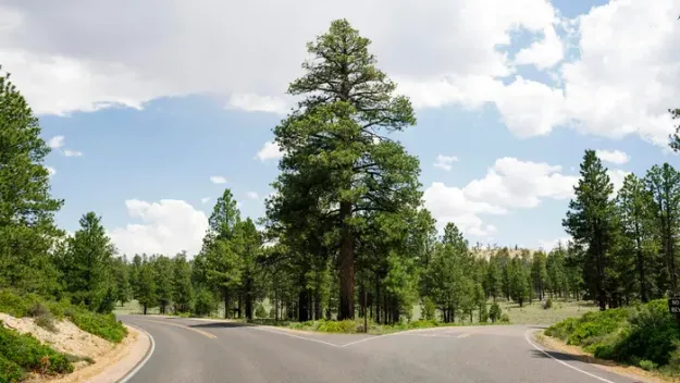 Environment trees and road