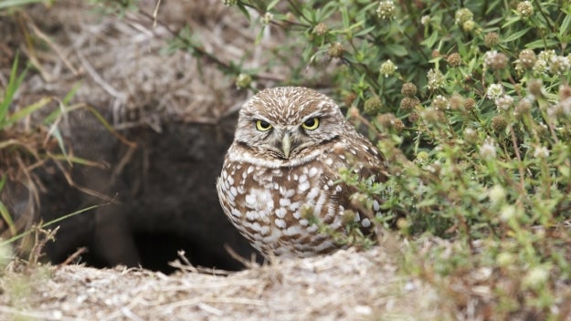 Burrowing Owl